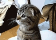 开云官网-曼联关键战突围玻利维亚，努涅斯防守端锁死对手