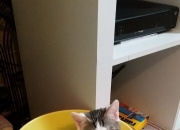 开云体育-跨界主宰，塞维利亚的绿茵铁腕与罗德里的篮下霸权