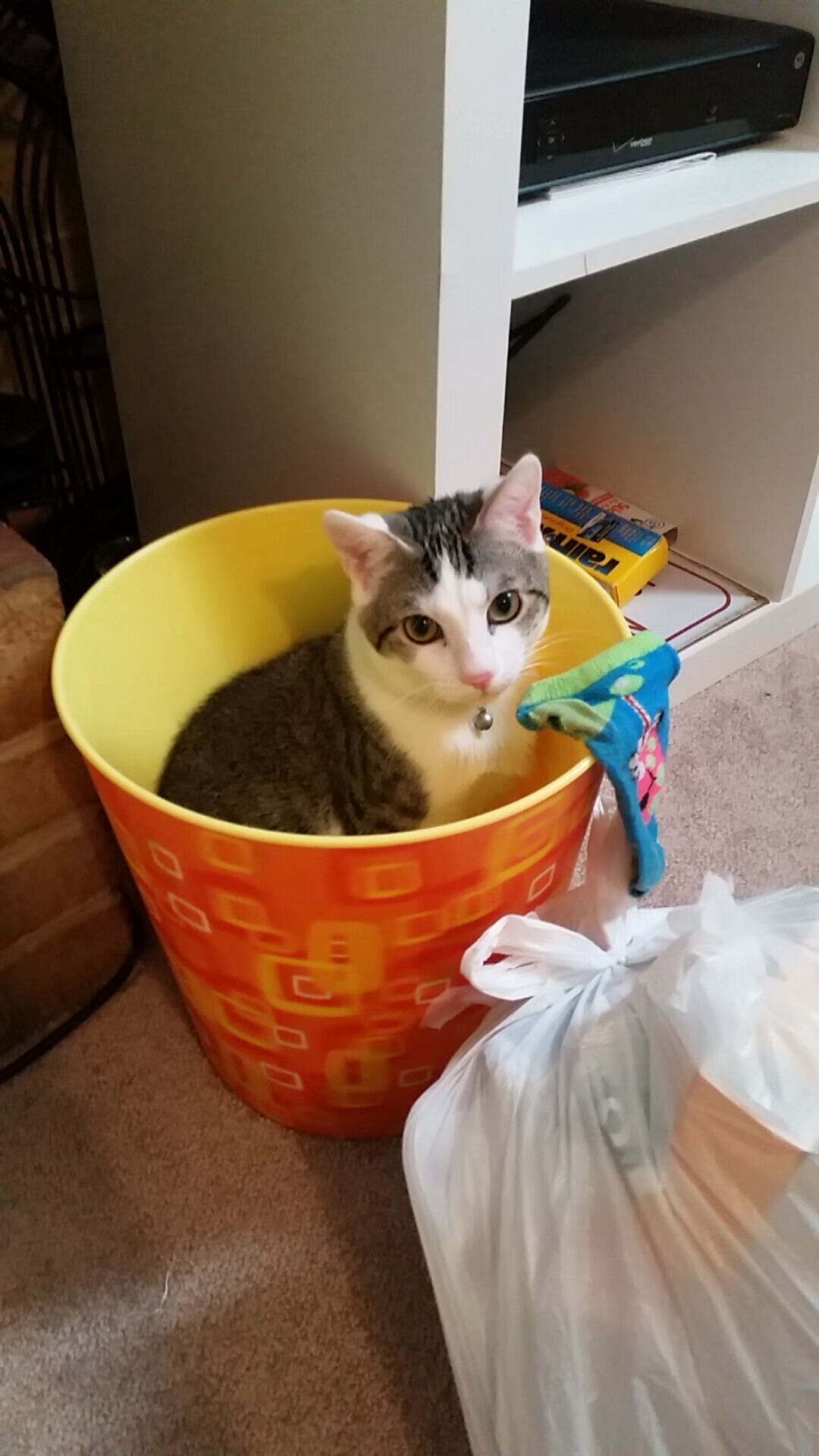 跨界主宰，塞维利亚的绿茵铁腕与罗德里的篮下霸权